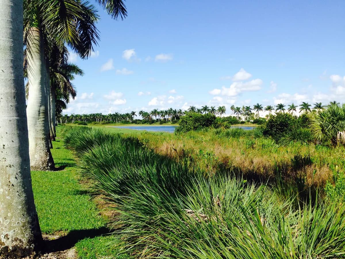 Royal palms and a lake view in Tamarac, Florida