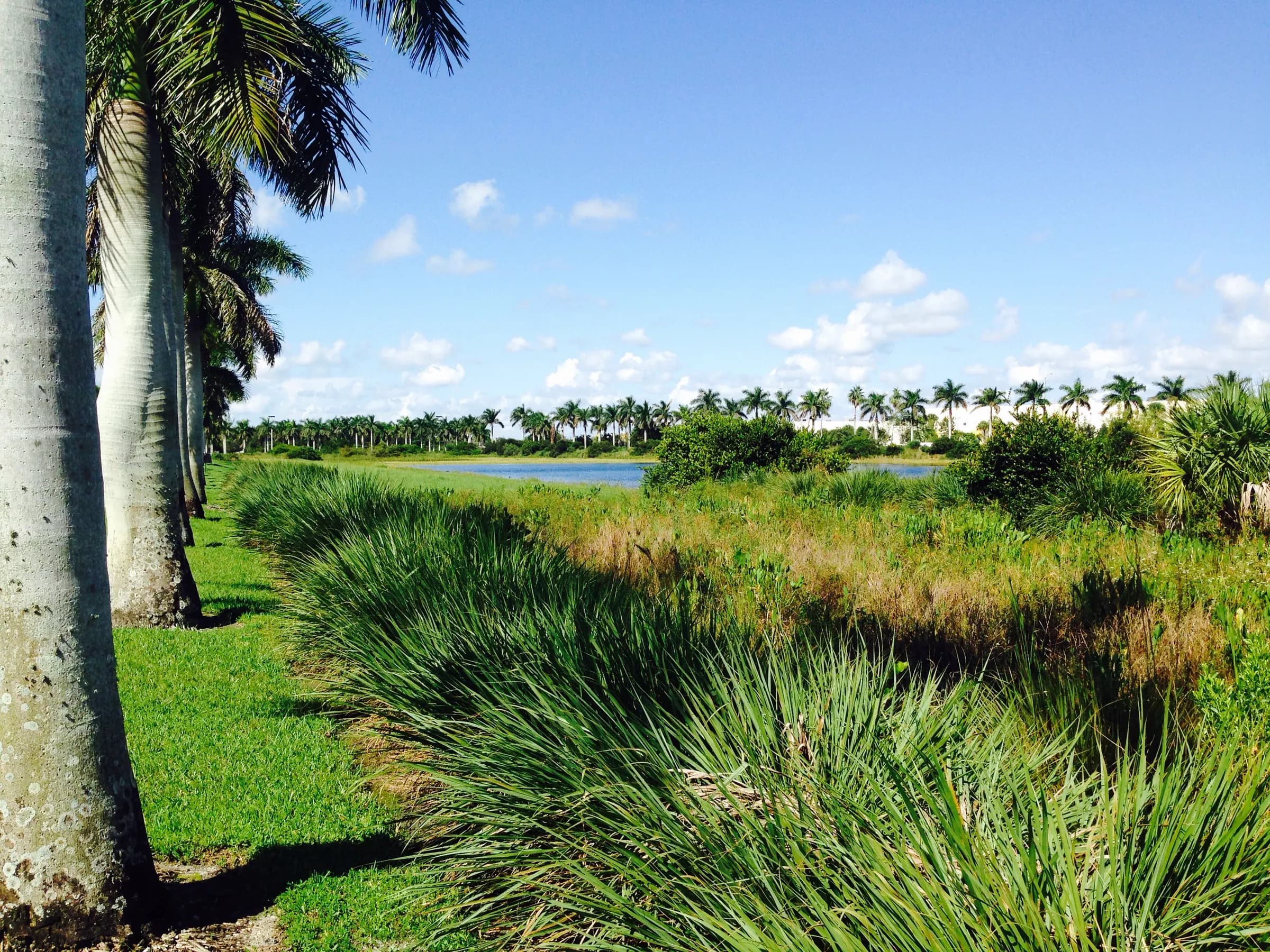 Royal palms and a lake view in Tamarac, Florida